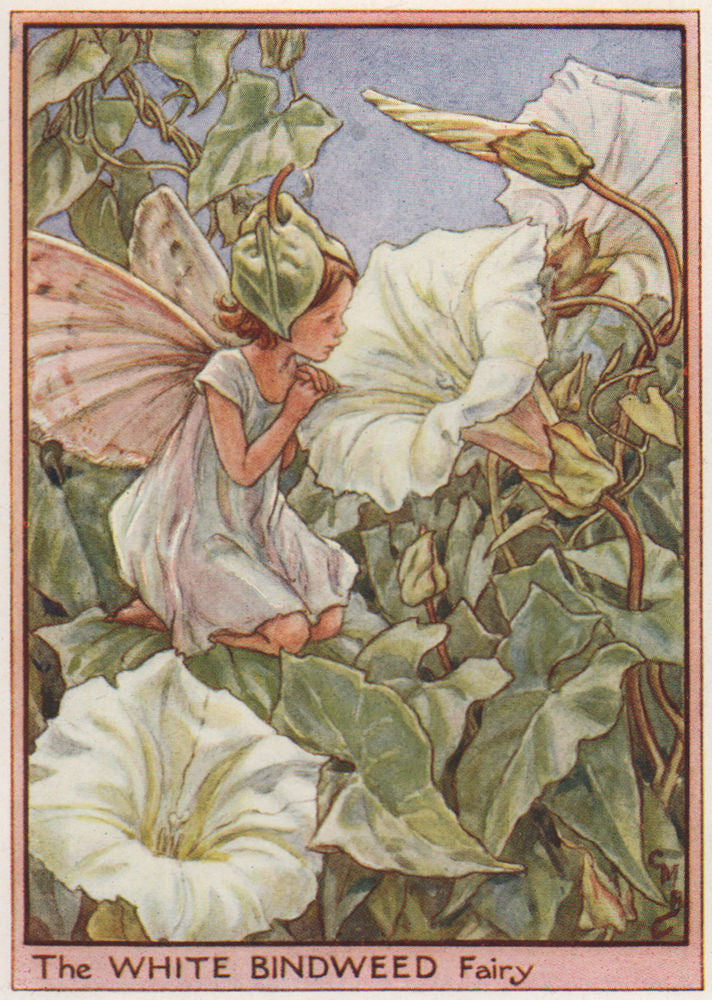 White Bindweed Fairy by Cicely Mary Barker. Wayside Flower Fairies c1948 print